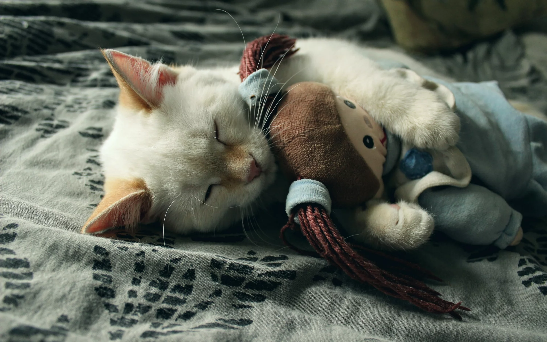 котенок, игрушка