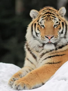 тигр, снег, лапы