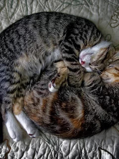коты, спят