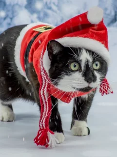 сказка, костюм, кот, фотосессия, зеленоглазый, котэ, новый год