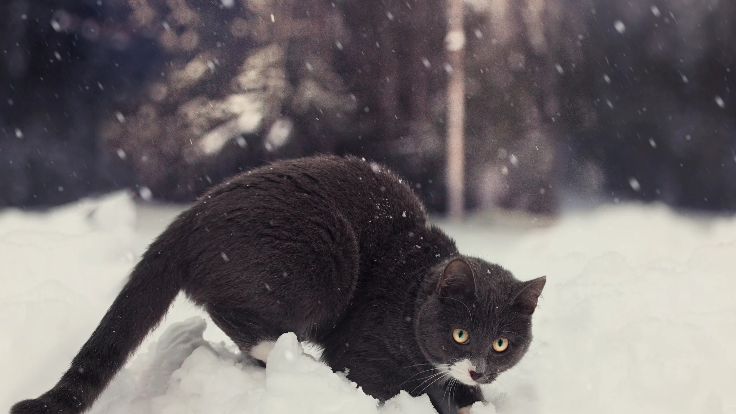 зима, снег, кот