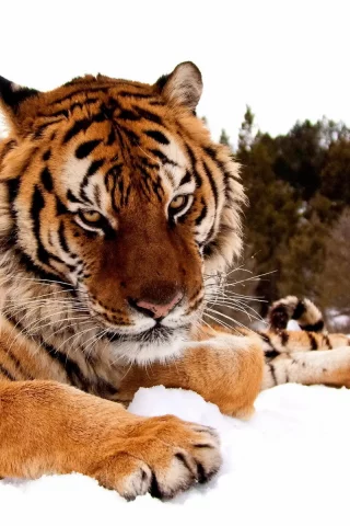 взгляд, лапы, снег, зима, морда, тигр, серьёзный, лес