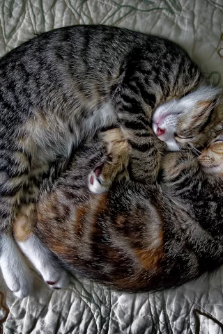 коты, спят
