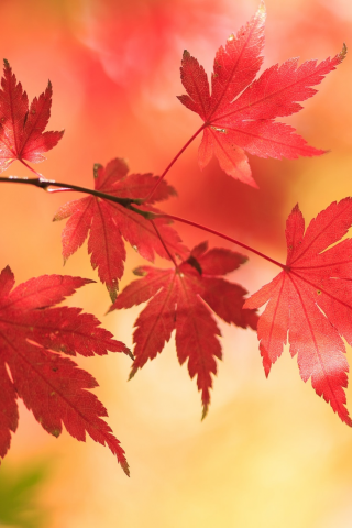 листья, японский клён, осень, клён, фон, ветка