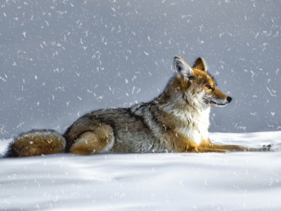 зима, снег, койот, волк