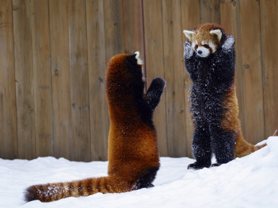 снег, красная панда, два животных, руки вверх, забор