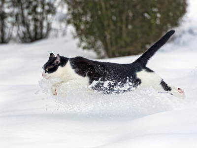 кошка, снег, зима, бежит