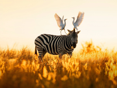 зебра, египетская цапля, природа