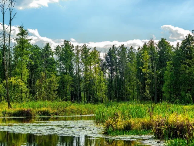весна, деревья