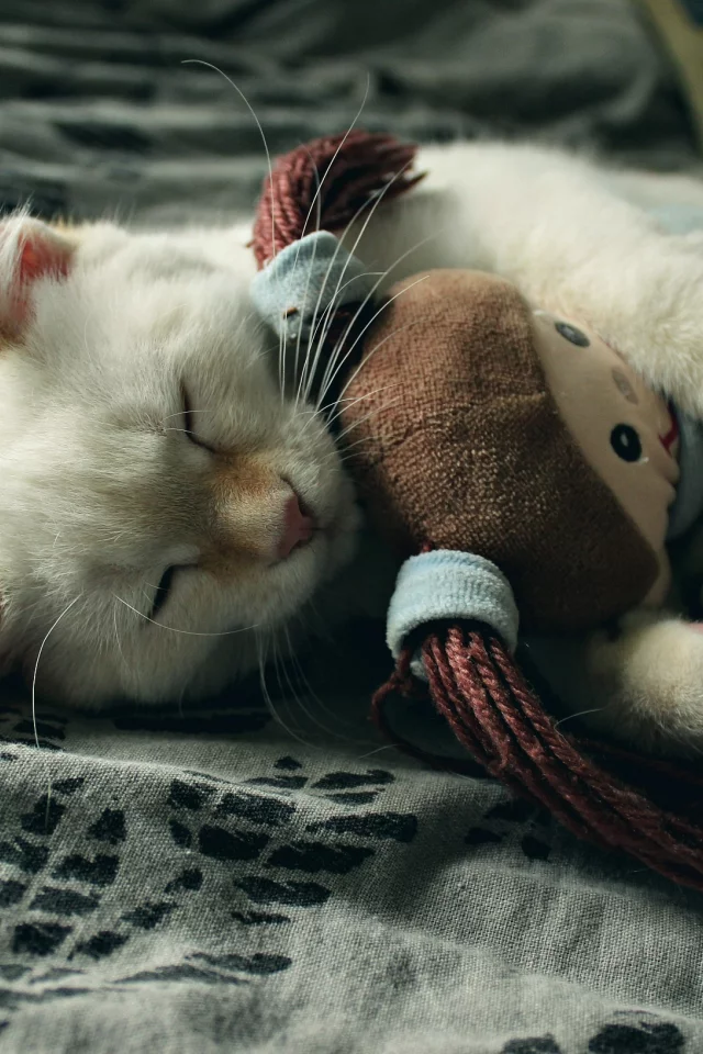 котенок, игрушка