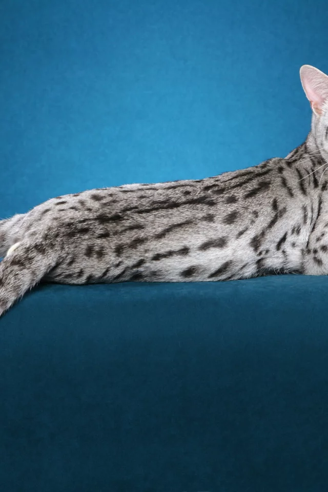 кот, кошка