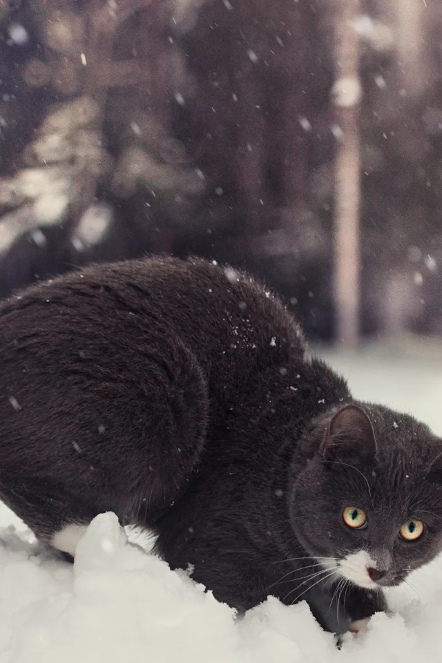 зима, снег, кот