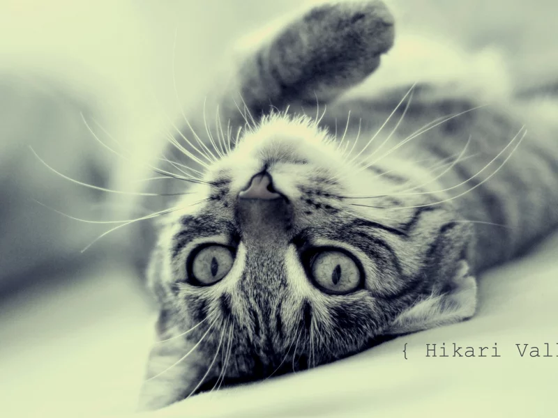 лежит, кошка