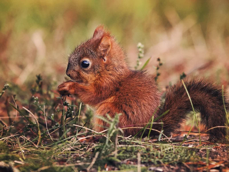 природа, бельчонок