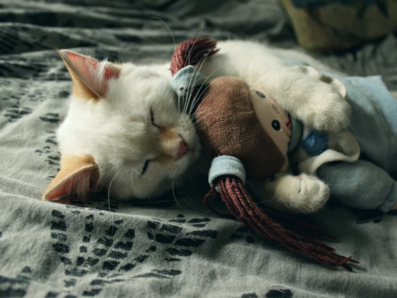 котенок, игрушка