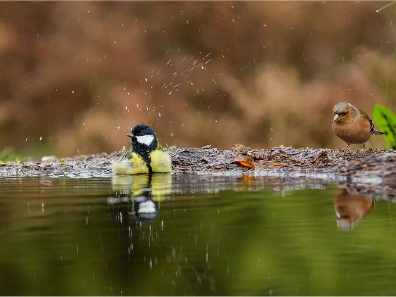 вода, лужа, птицы