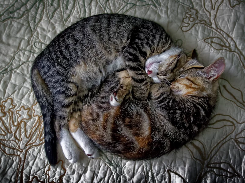 коты, спят