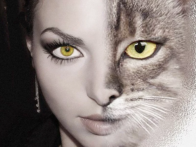 девушка, кошка