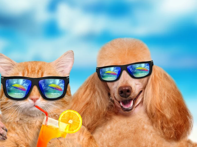 cat, summer, vacation, dog