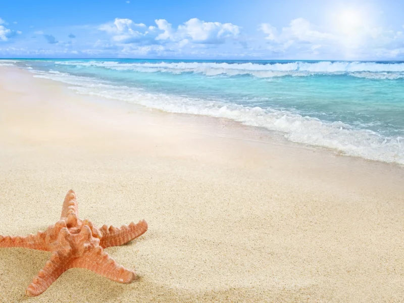 starfish, sea, beach, sand, sun
