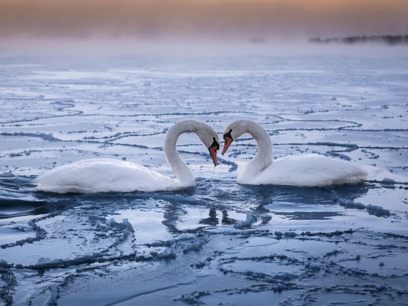 лёд, лебеди