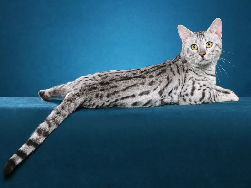 кот, кошка