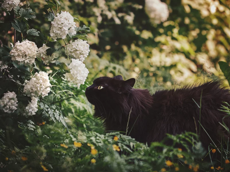 цветы, черная кошка, природа