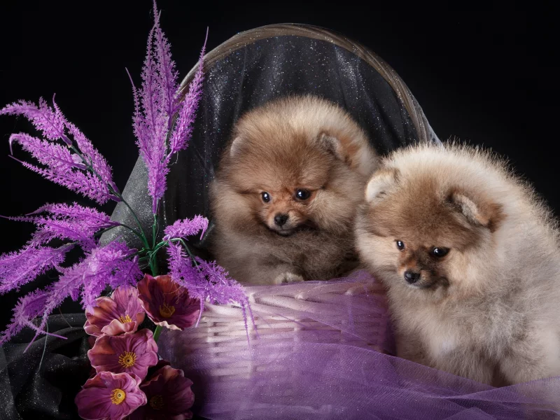 щенки, шпицы, дуэт, корзина, цветы