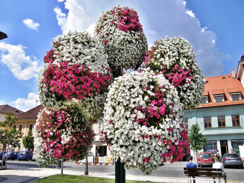 город, петунии