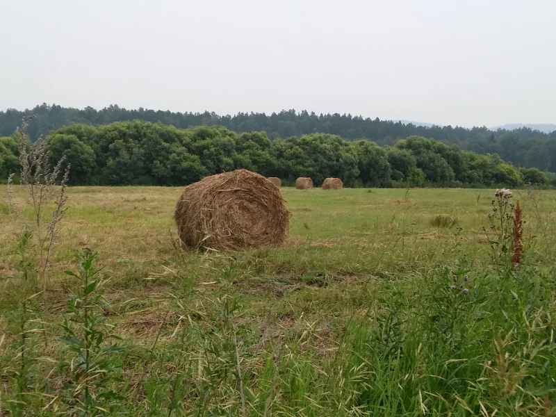 сено, на поляне