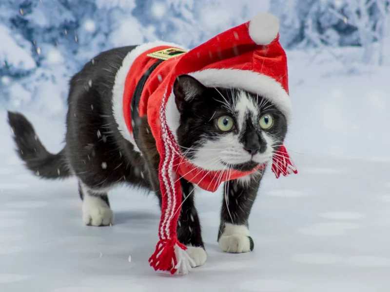сказка, костюм, кот, фотосессия, зеленоглазый, котэ, новый год