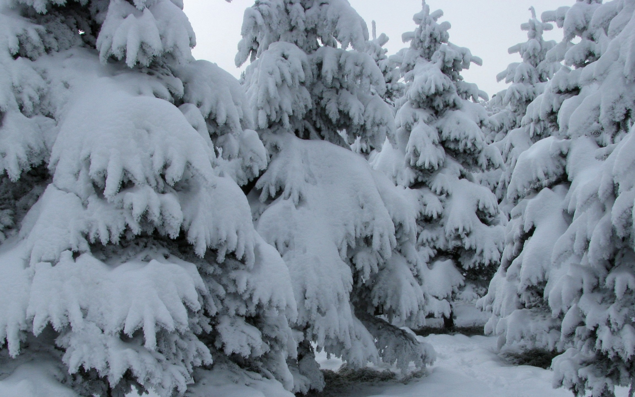 зима, снежная, шуба, елки, мороз