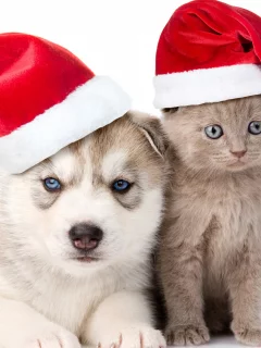 шапка, котенок, хаски, колпаки