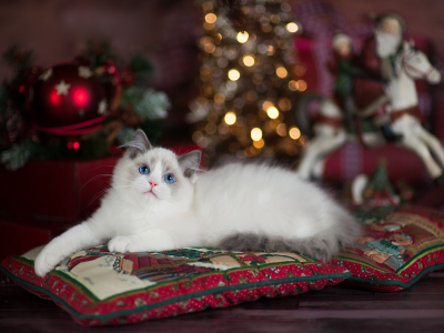 милашка, санта клаус, лапуля, новый год, подушки, боке, рождество, лежит, кошка, голубоглазый, пушистый, огни, ёлка, котенок, игрушки, комната