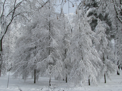 серебро зимы, январь, парк, лиственницы в снегу