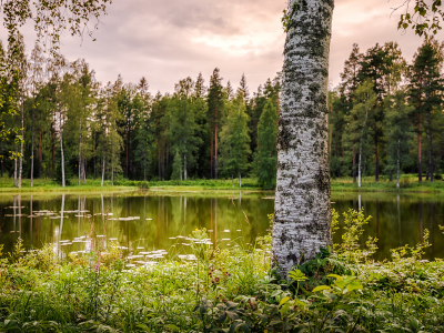 природа, береза, озеро