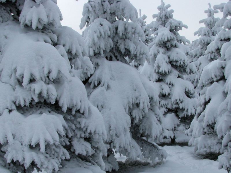 зима, снежная, шуба, елки, мороз