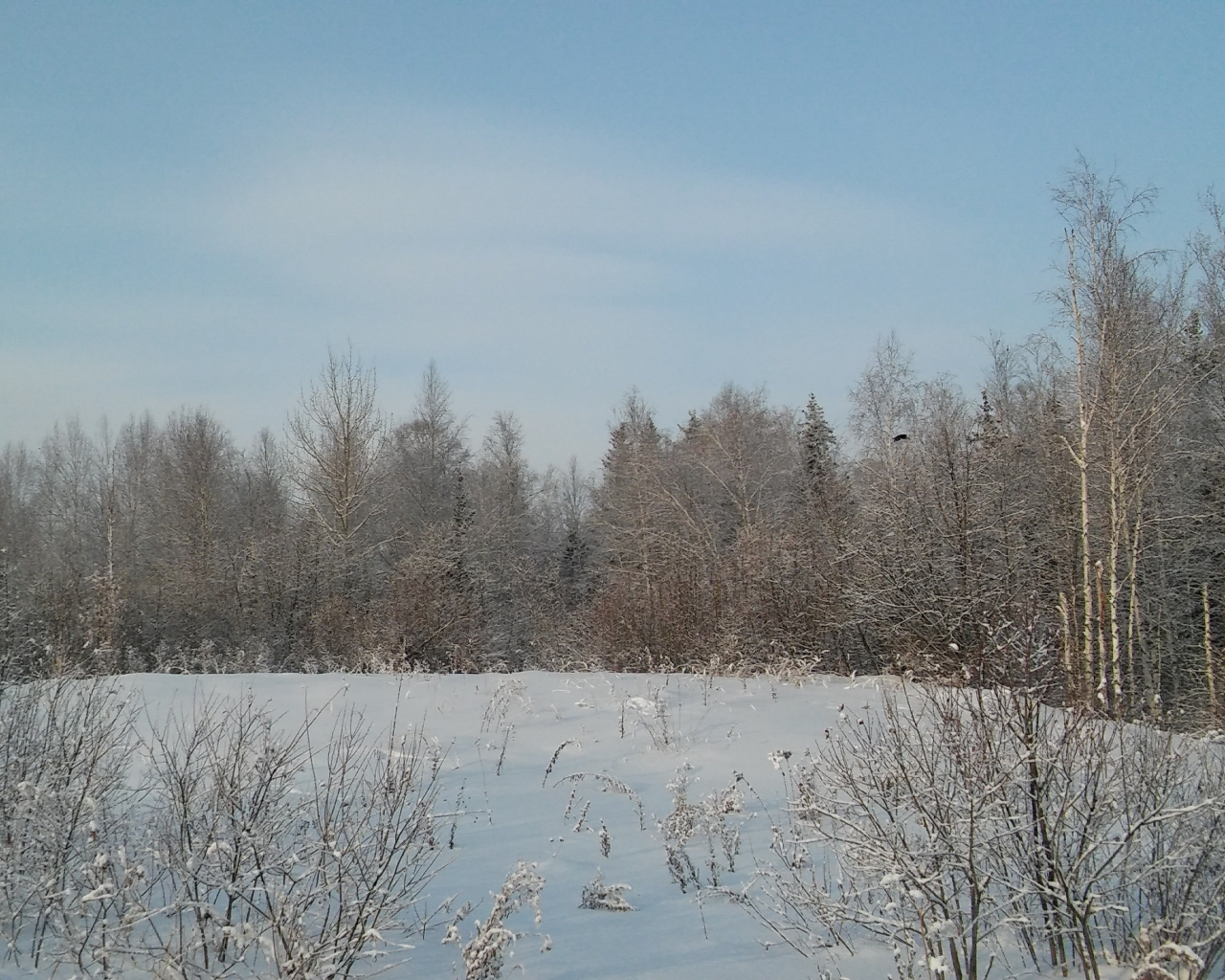поле, снег лес зима