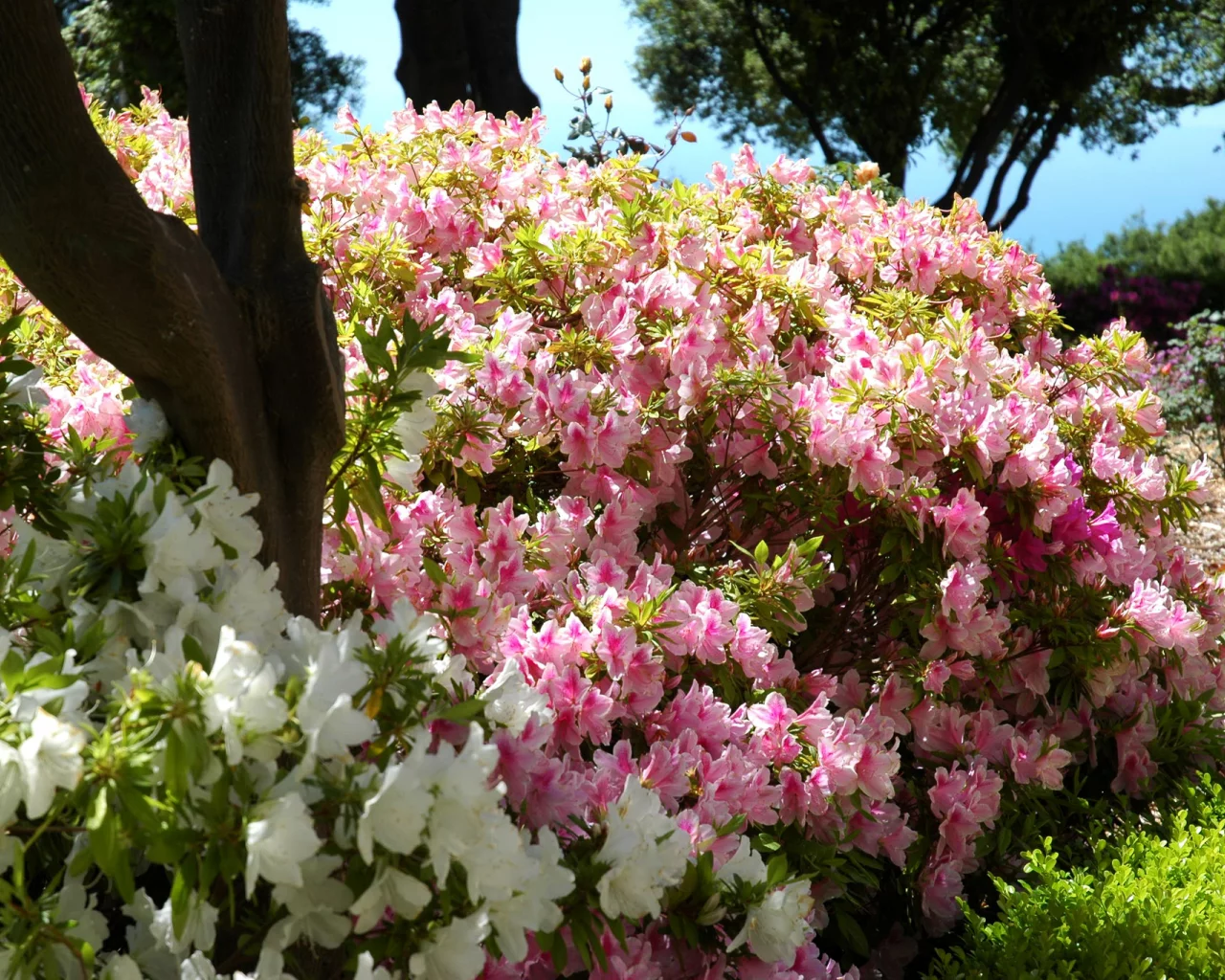 рододендрон, кусты