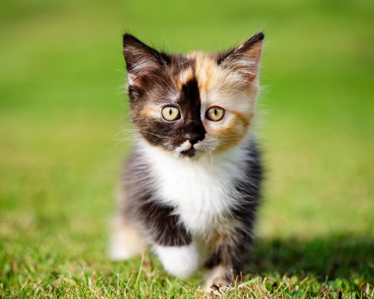 кошки, котята, трава