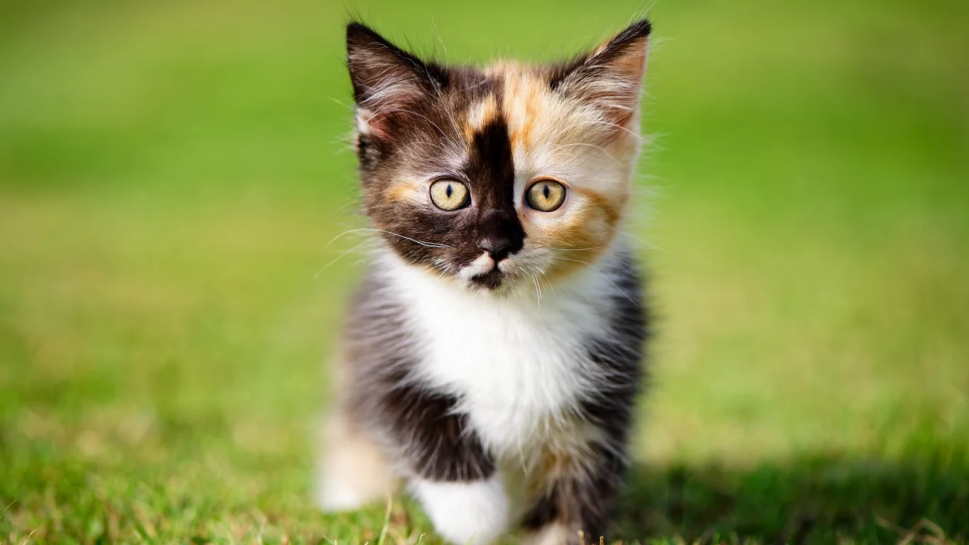 кошки, котята, трава