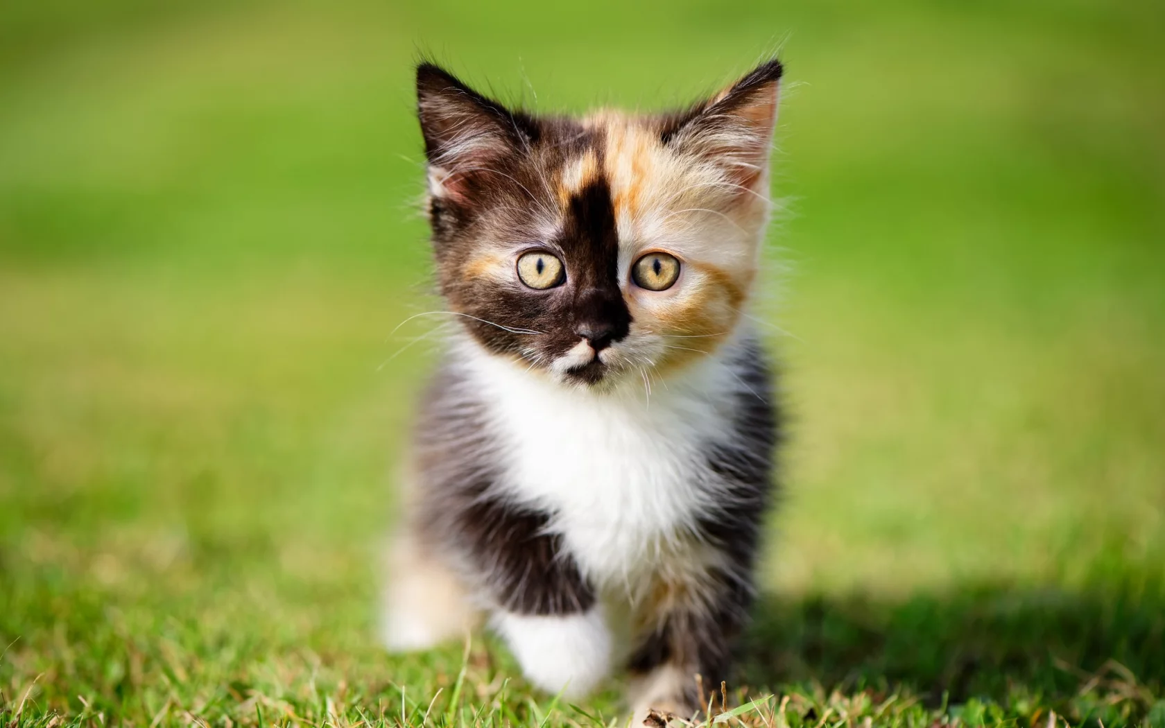кошки, котята, трава