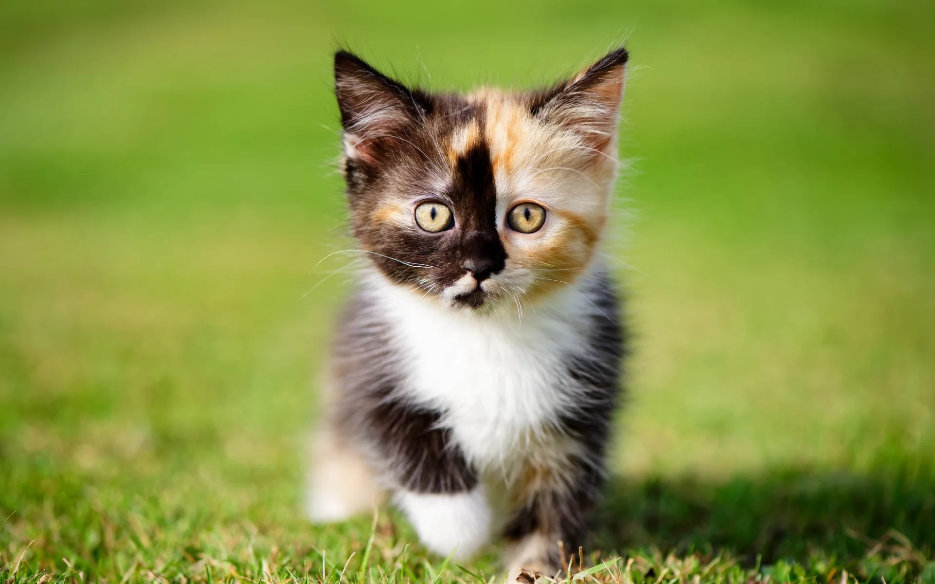 кошки, котята, трава