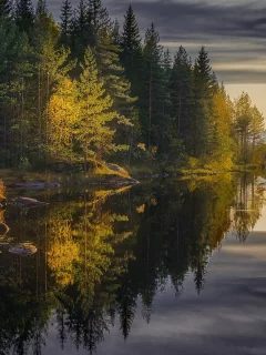 природа, речка, лес, солнце