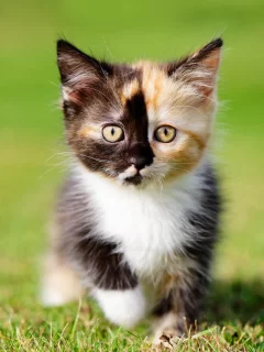 кошки, котята, трава
