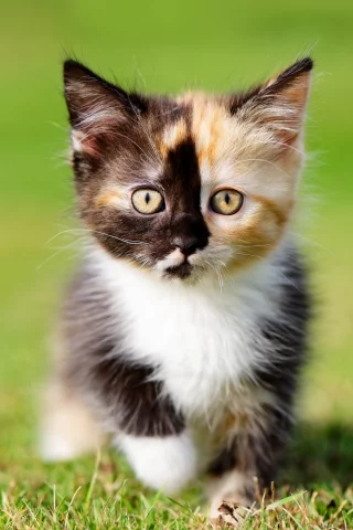 кошки, котята, трава