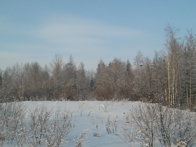 поле, снег лес зима
