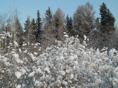 зима, кусты в пушистом снегу деревья небо