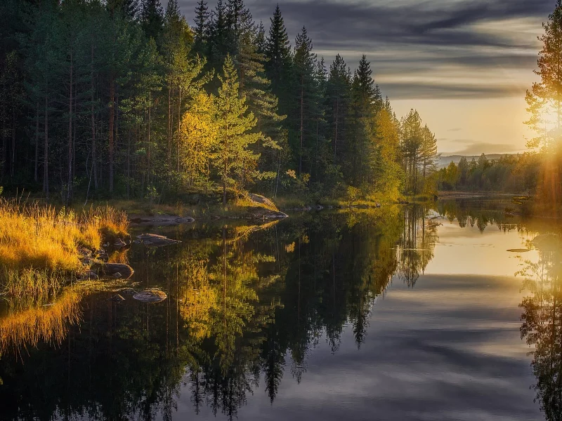 природа, речка, лес, солнце