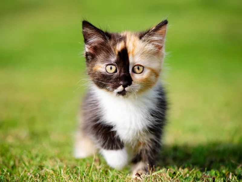 кошки, котята, трава